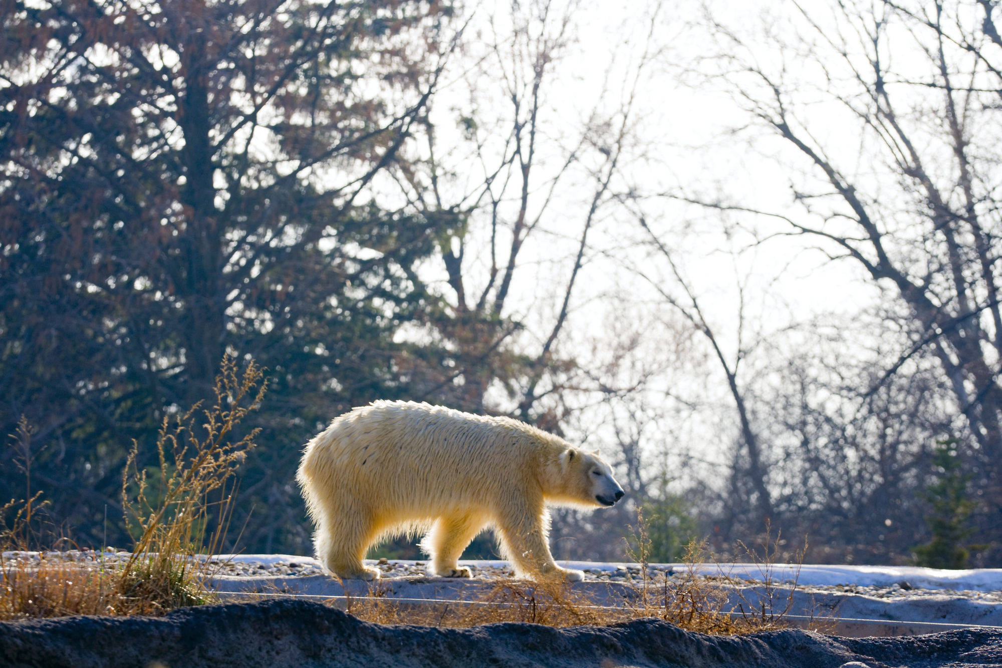 The Ultimate Family Guide to the Detroit Zoo